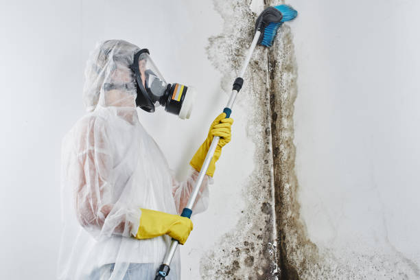 Best Black Mold Removal  in Copiague, NY